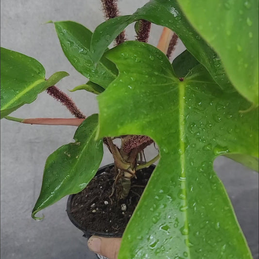 Philodendron squamiferum - 6"