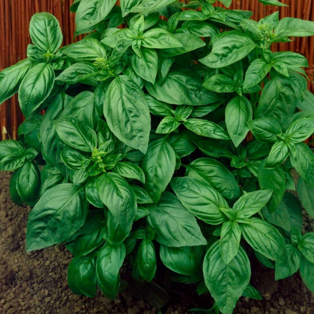 Herb - Basil Genovese - 3.5"