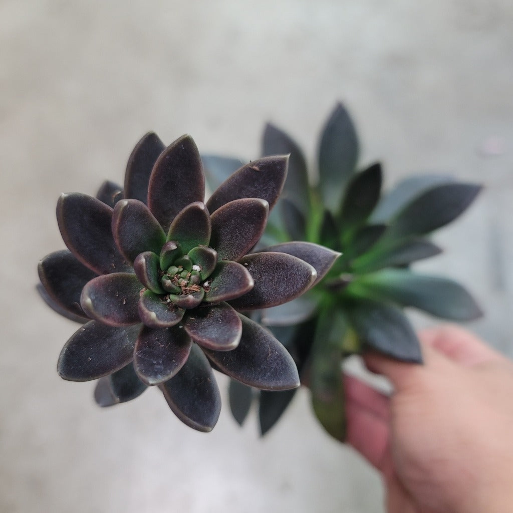 PROMO PLANTS - ECHEVERIA ASSORTED - 4" (PROMO)