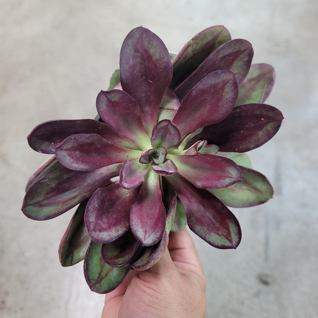 PROMO PLANTS - ECHEVERIA ASSORTED - 4" (PROMO)