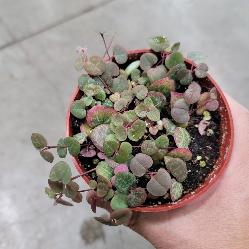 PROMO PLANTS - STRING OF HEARTS - 4" (PROMO)