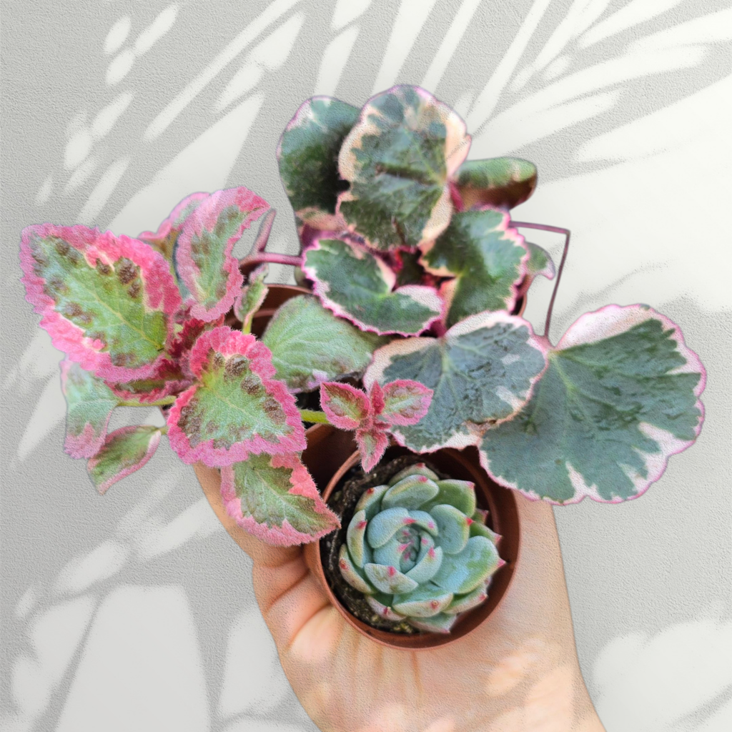 PROMO PLANTS - Tropical Starter Pack (3) - Plugs