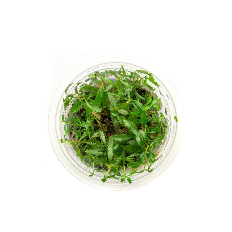 Proserpinaca palustris - TC