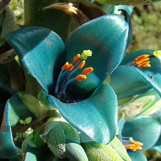 Puya berteroniana - 4"
