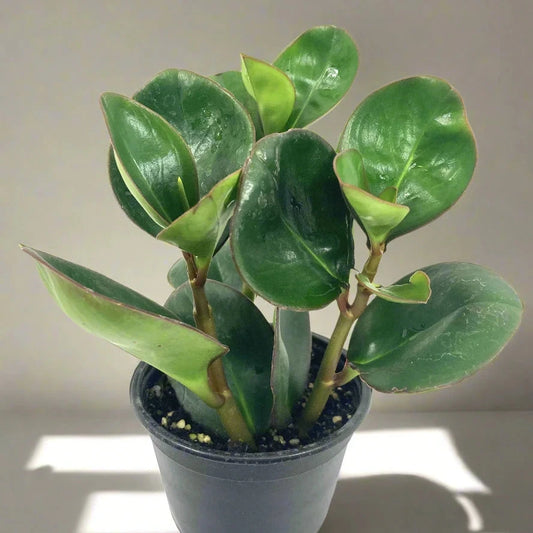 Peperomia obtusifolia 'Red Edge' - 6"