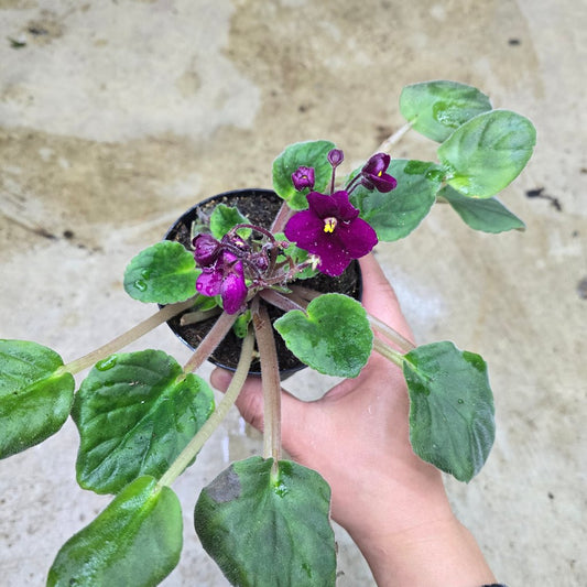 RESCUE PLANTS - African Violet - 4" (rescue)