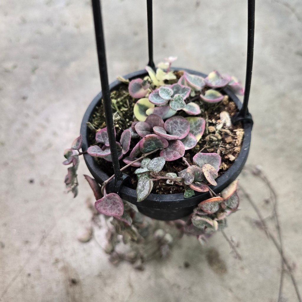 RESCUE PLANTS - Ceropegia Woodii Variegata - 4" HB (rescue)