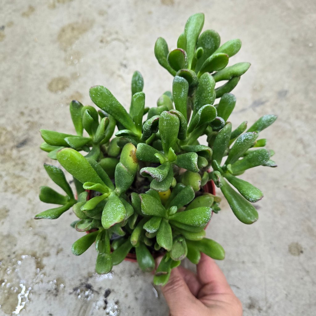 RESCUE PLANTS - Crassula Ovata 'Hobbit' - 6" (rescue)