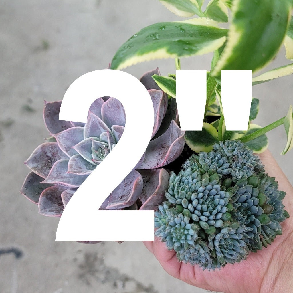 RESCUE PLANTS - RESCUE PLANT - 2"