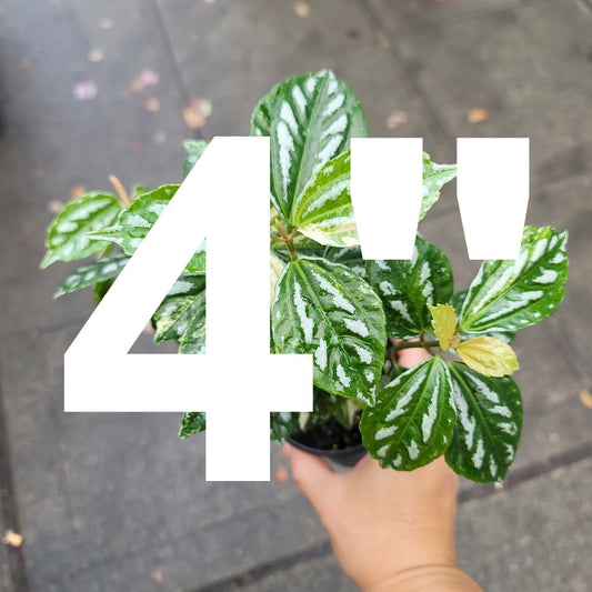 RESCUE PLANTS - RESCUE PLANT - 4"