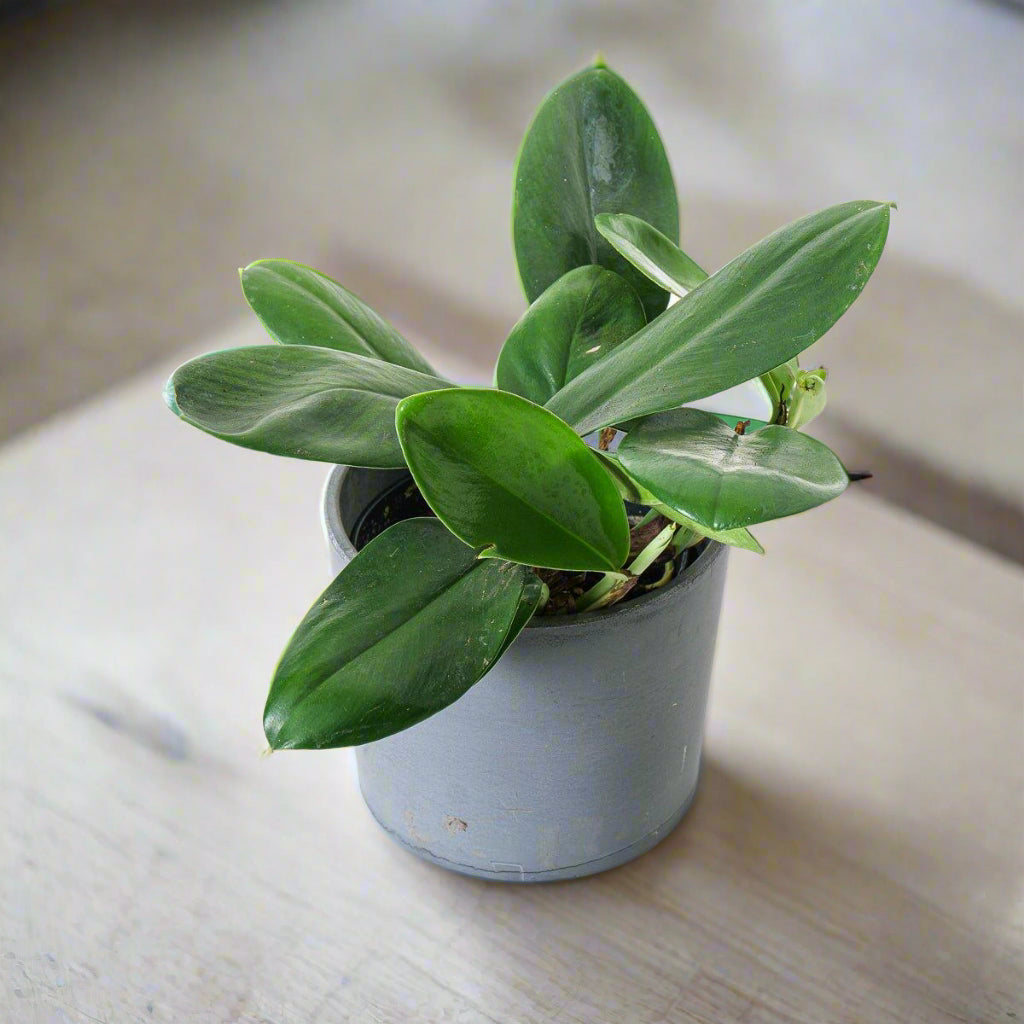 Rhaphidophora hongkongensis - nodes (4+)