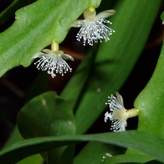 Rhipsalis oblonga - 6" HB