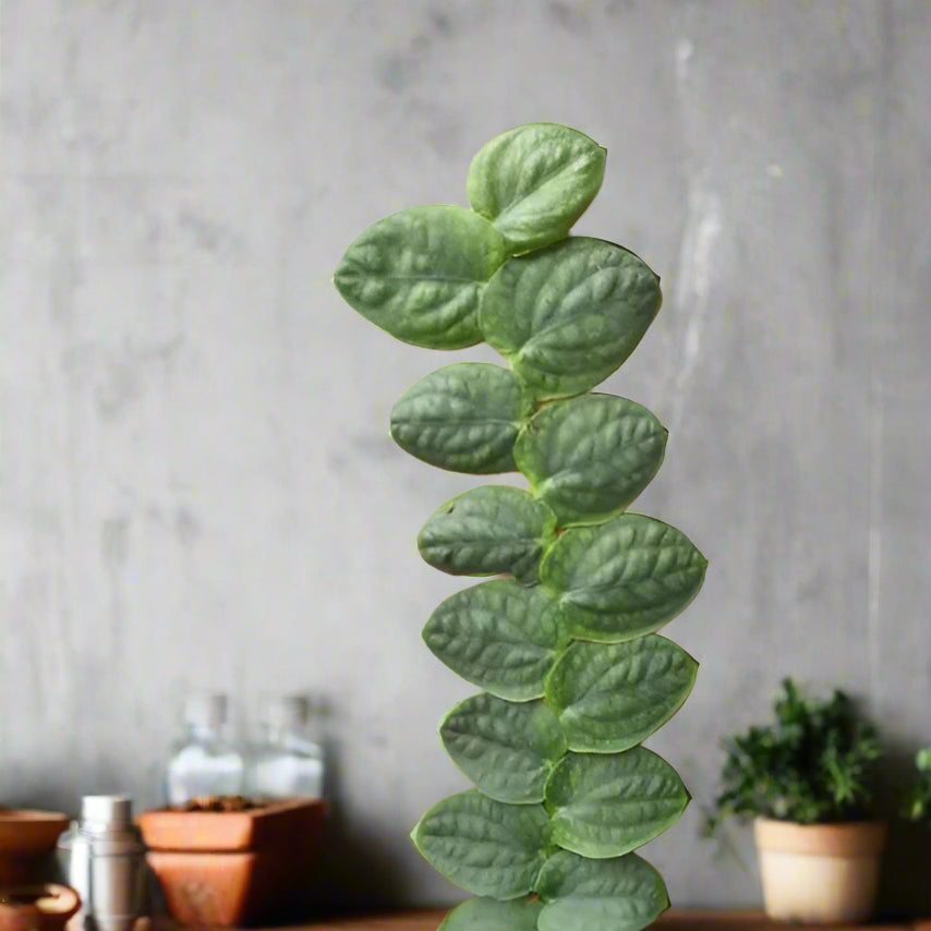 Rhaphidophora korthalsii - 4"