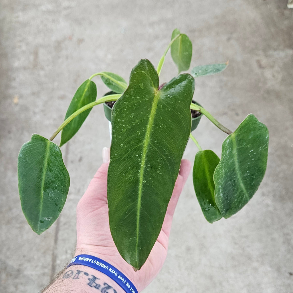 Philodendron spiritus sancti - 4"