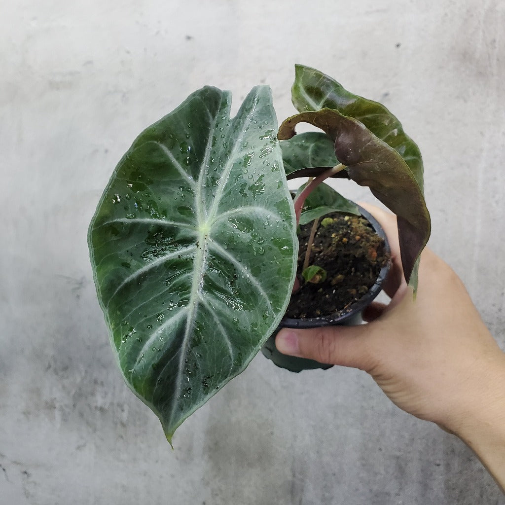 Alocasia 'Pink Princess' - 4"