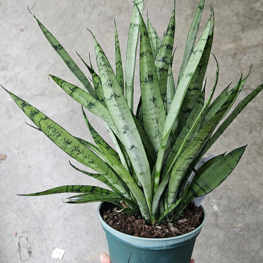 Sansevieria hahnii 'Silver  Streak' - 8"