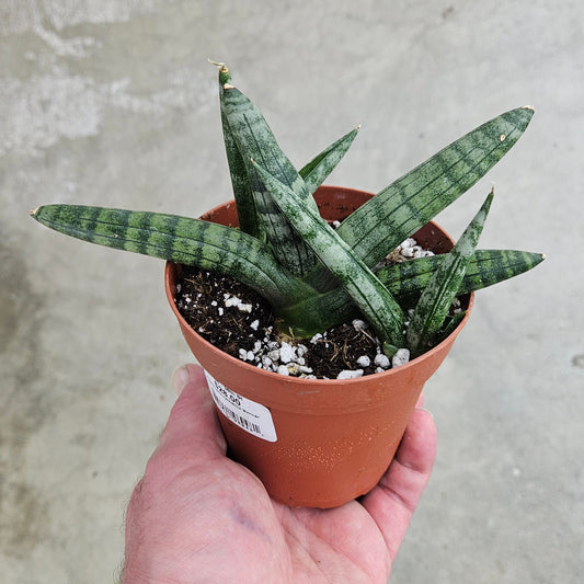 Sansevieria cylindrica 'Boncel' - 4"