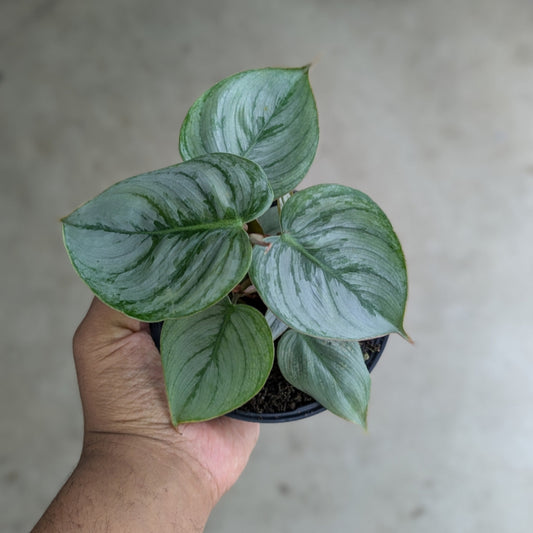 Philodendron sodiroi - 4"