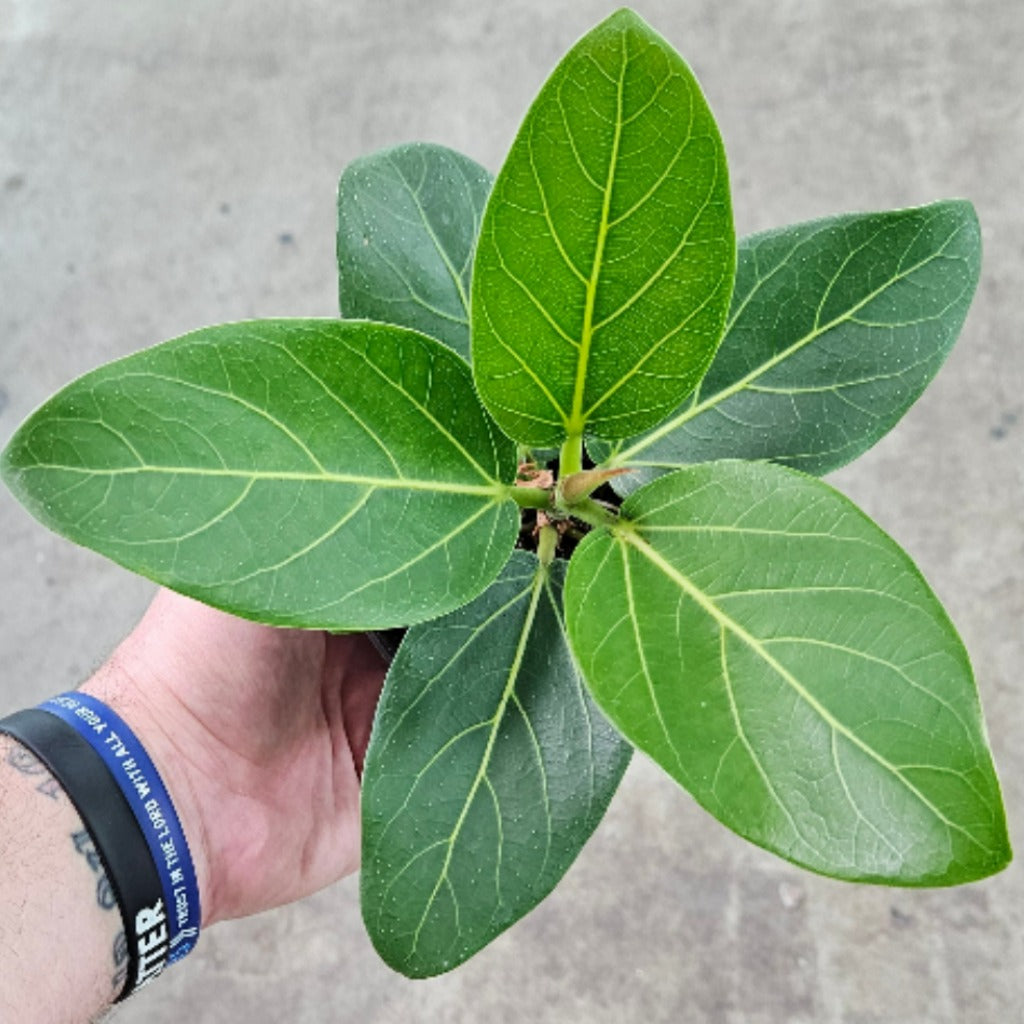 Ficus audrey - 4"