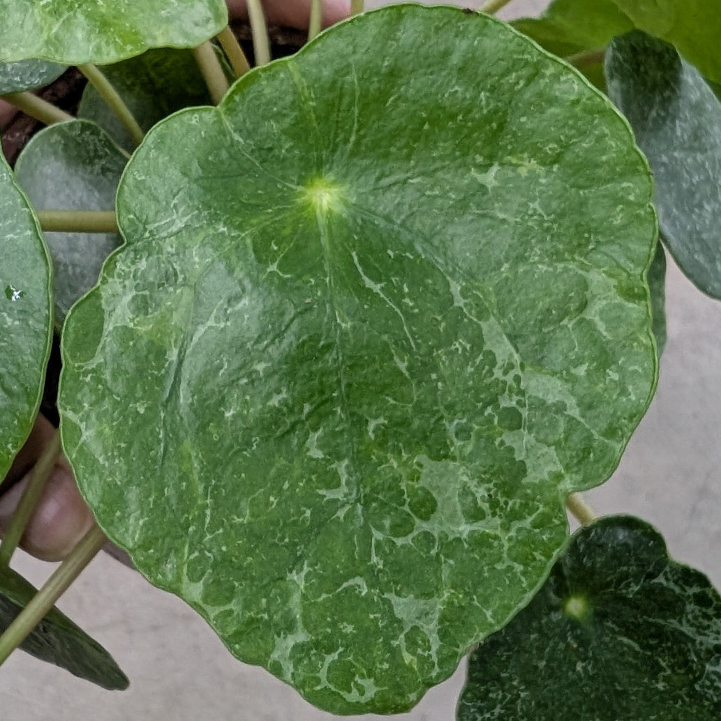 Pilea peperomioides 'sugar' - 4"