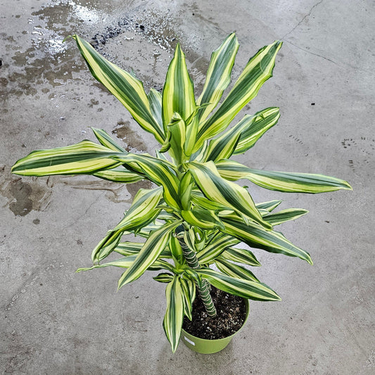Dracaena steudneri 'Sol' -  cane - 8"