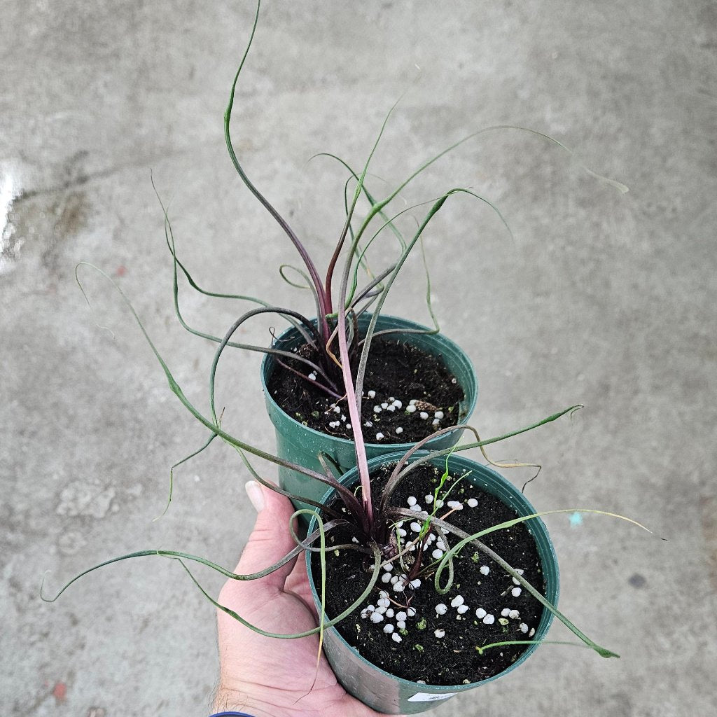 Alocasia plumbae 'Flying Squid' - 4"