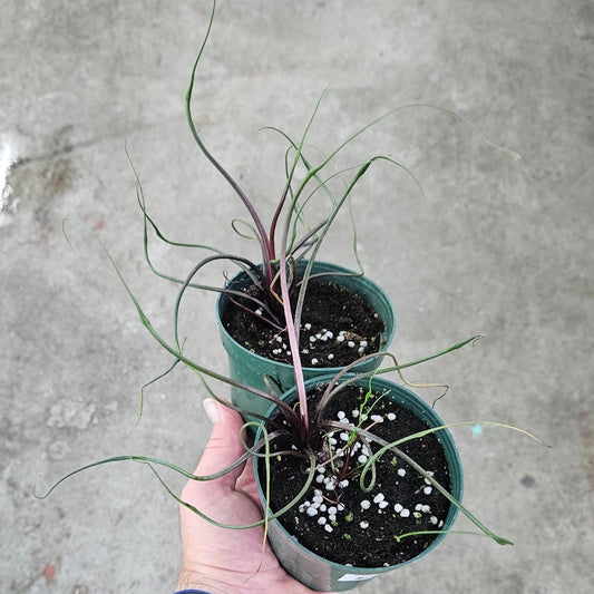 Alocasia plumbae 'Flying Squid' - 4"