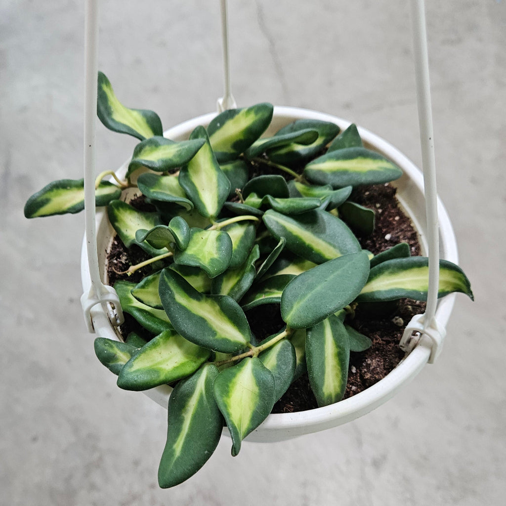 Hoya 'DS 70 Variegated' - 6" HB