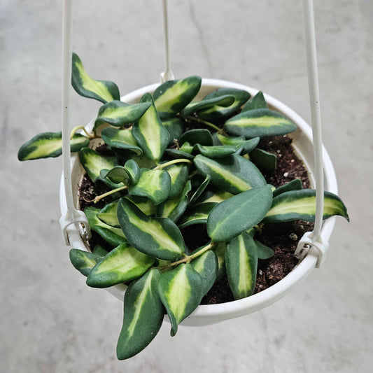 Hoya 'DS 70 Variegated' - 6" HB