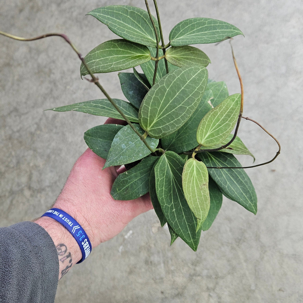 Hoya pottsii - 4"
