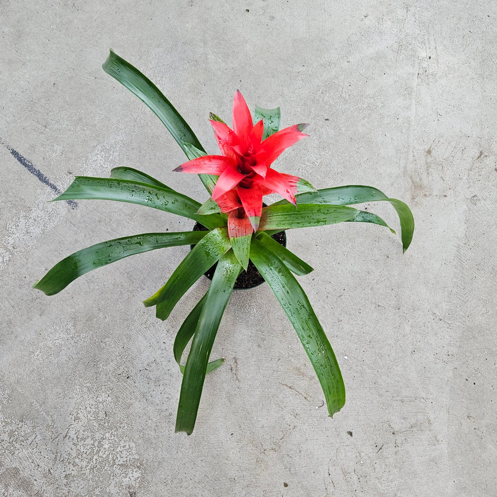 Bromeliad Guzmania - Red 6"