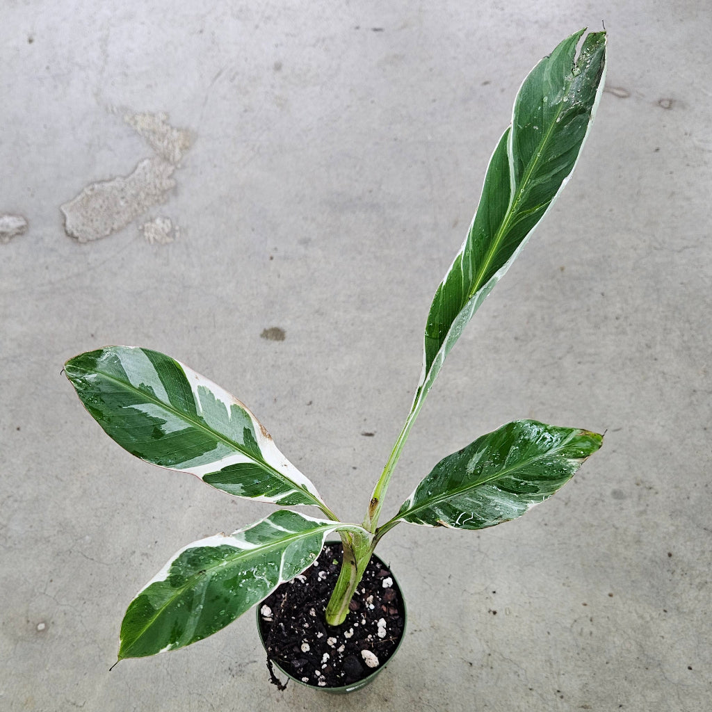 Musa sp. 'Florida Variegated' - 4"