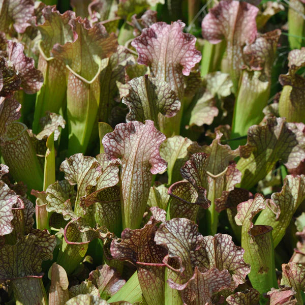 Sarracenia 'Velvet' 2"