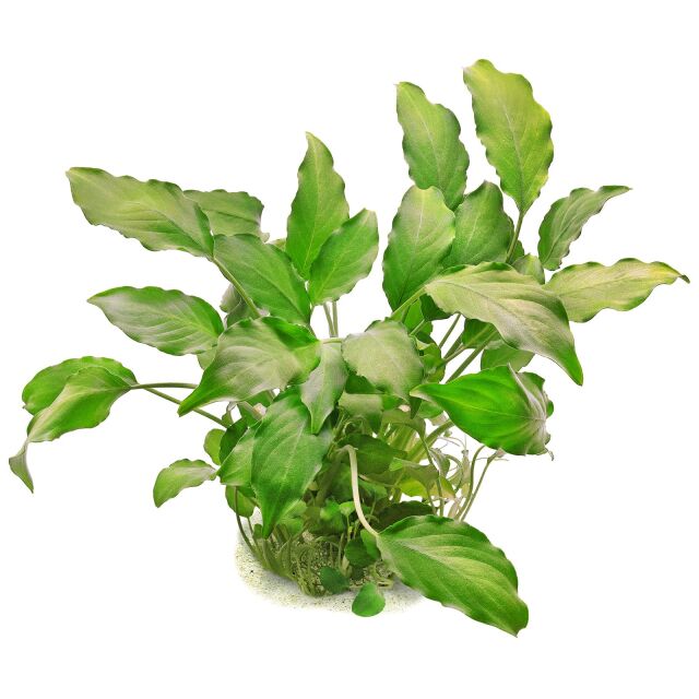 Schismatoglottis prietoi - 2"