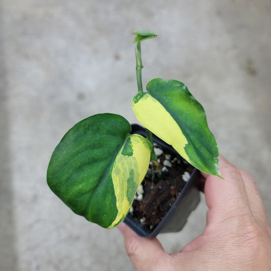 SCINDAPSUS - Scindapsus Jade Satin Variegated - 2"