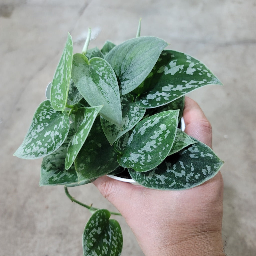 SCINDAPSUS - Scindapsus Pictus Argyraeus - 4"