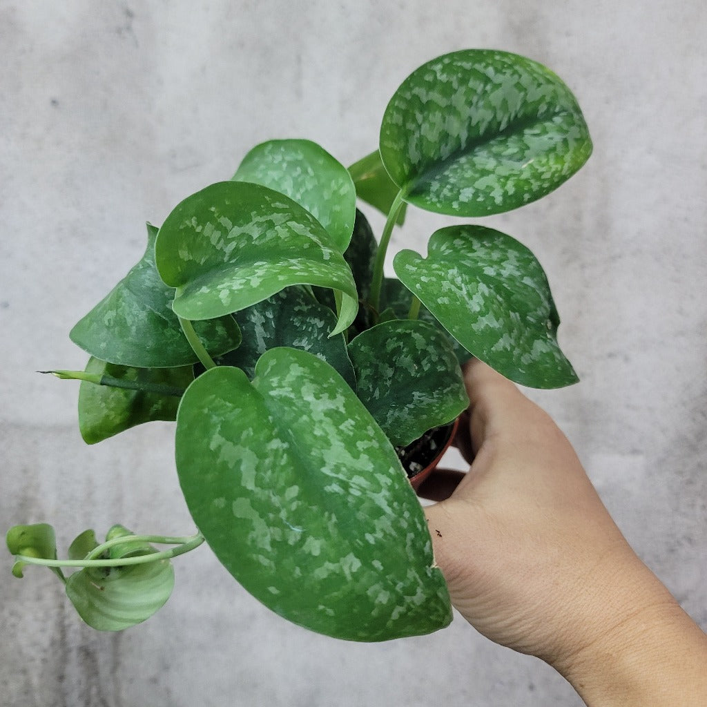 SCINDAPSUS - SCINDAPSUS PICTUS SILVER SPLASH - 4"