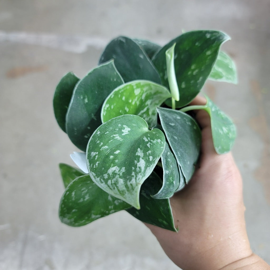 SCINDAPSUS - Scindapsus Pictus 'Silvery  Ann' - 4"