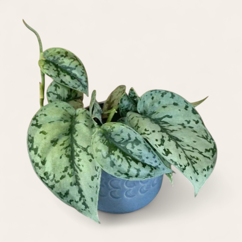 SCINDAPSUS - Scindapsus 'Silver Lady' - 4"