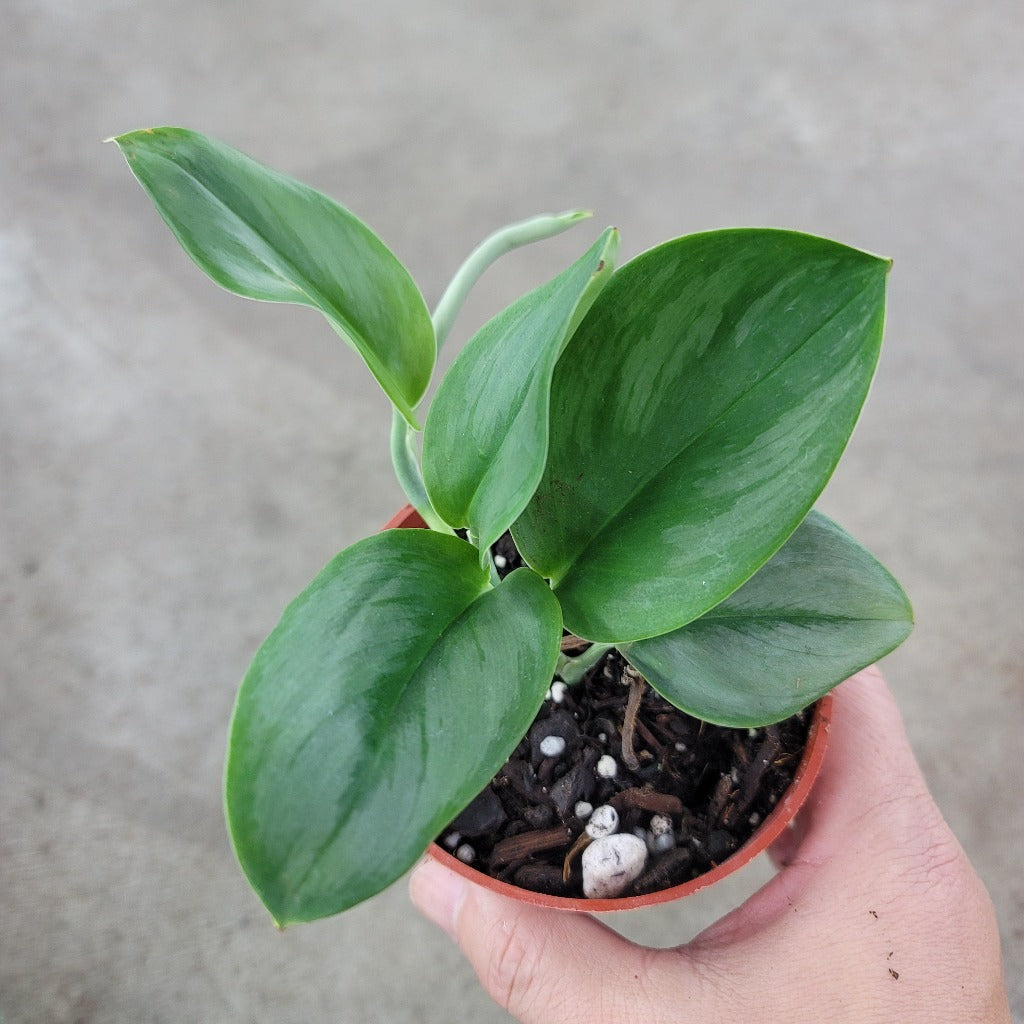 SCINDAPSUS - Scindapsus Treubii 'Moonlight' - 4"