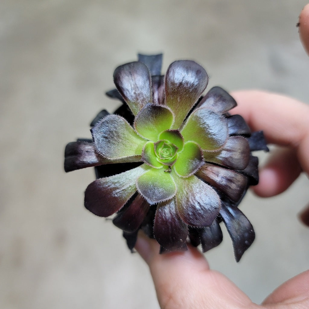 SMALL PLANTS - Aeonium Arboreum 'Zwartkop' - 2"