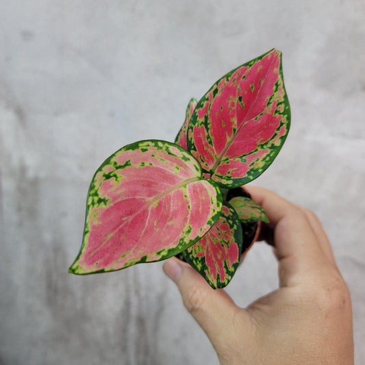 SMALL PLANTS - AGLAONEMA LADY VALENTINE - 2"