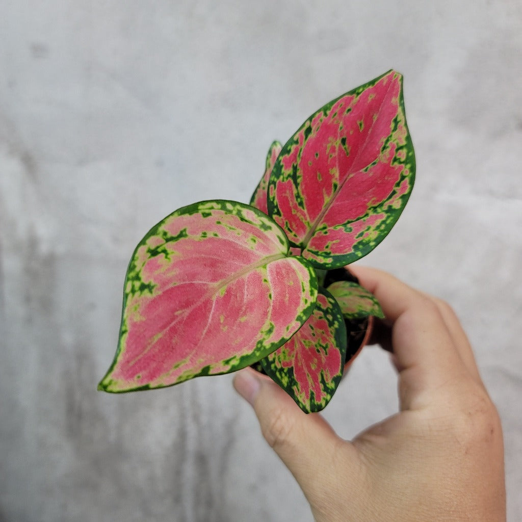 SMALL PLANTS - AGLAONEMA LADY VALENTINE - 2"