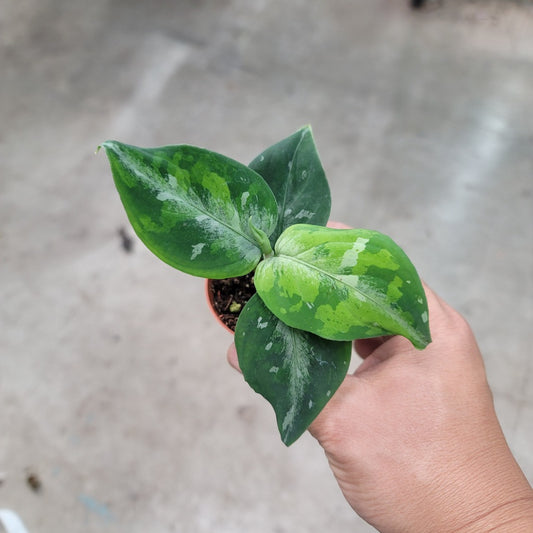 SMALL PLANTS - AGLAONEMA PICTUM TRICOLOR - 2"