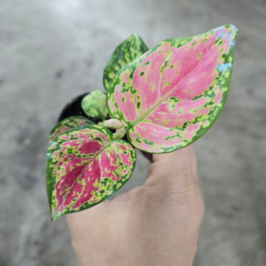 SMALL PLANTS - Aglaonema 'Red Valentine' - 2"