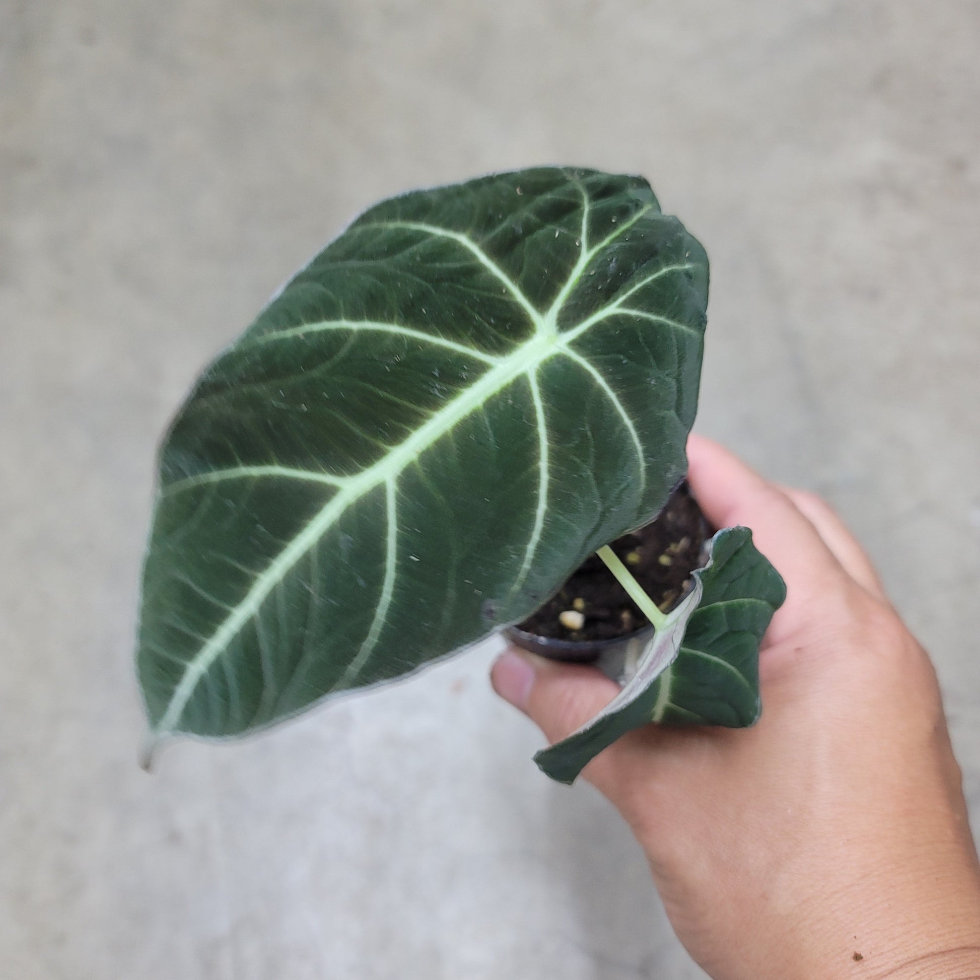 SMALL PLANTS - ALOCASIA BLACK VELVET - 2"