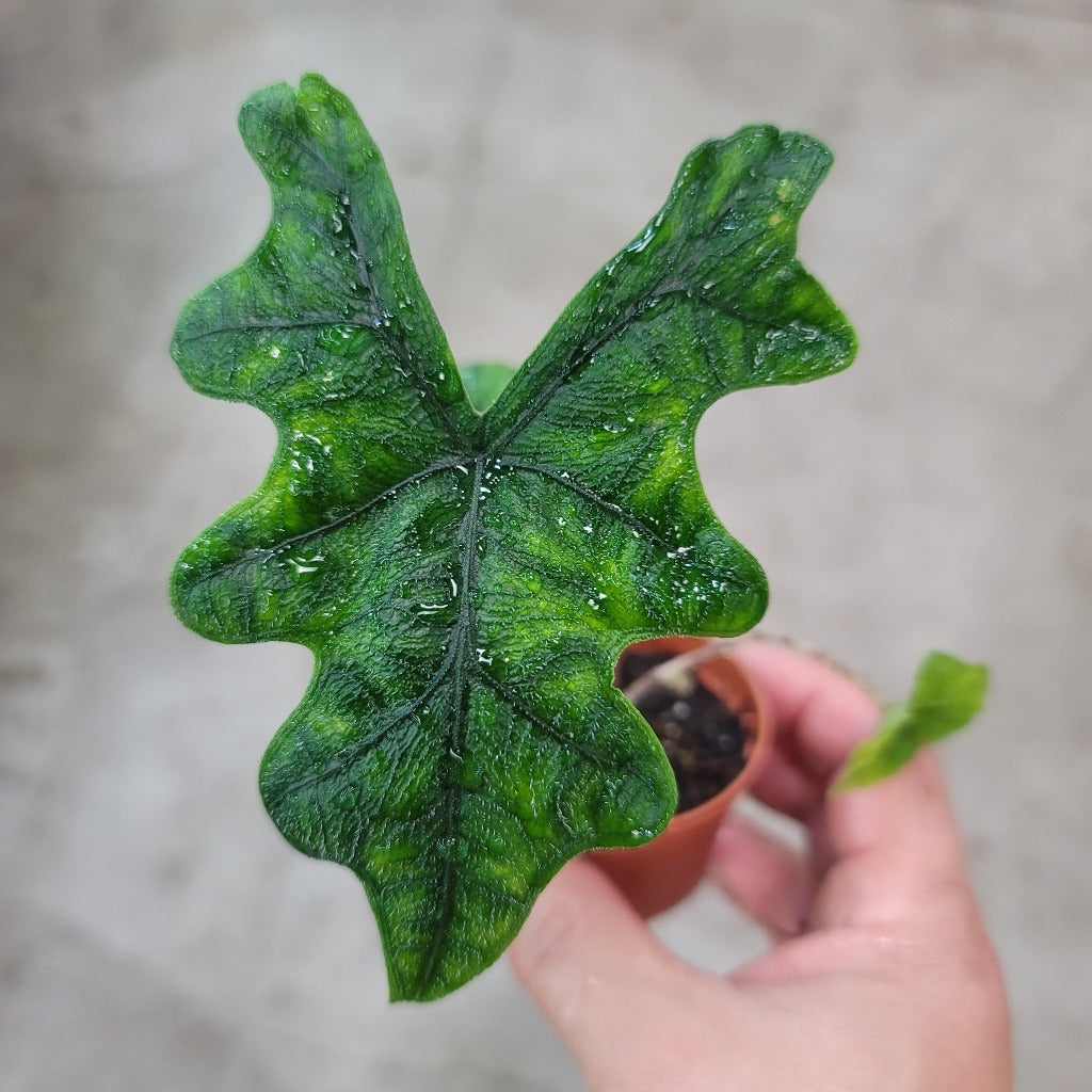 SMALL PLANTS - Alocasia Sulawesi 'Jacklyn' - 2"