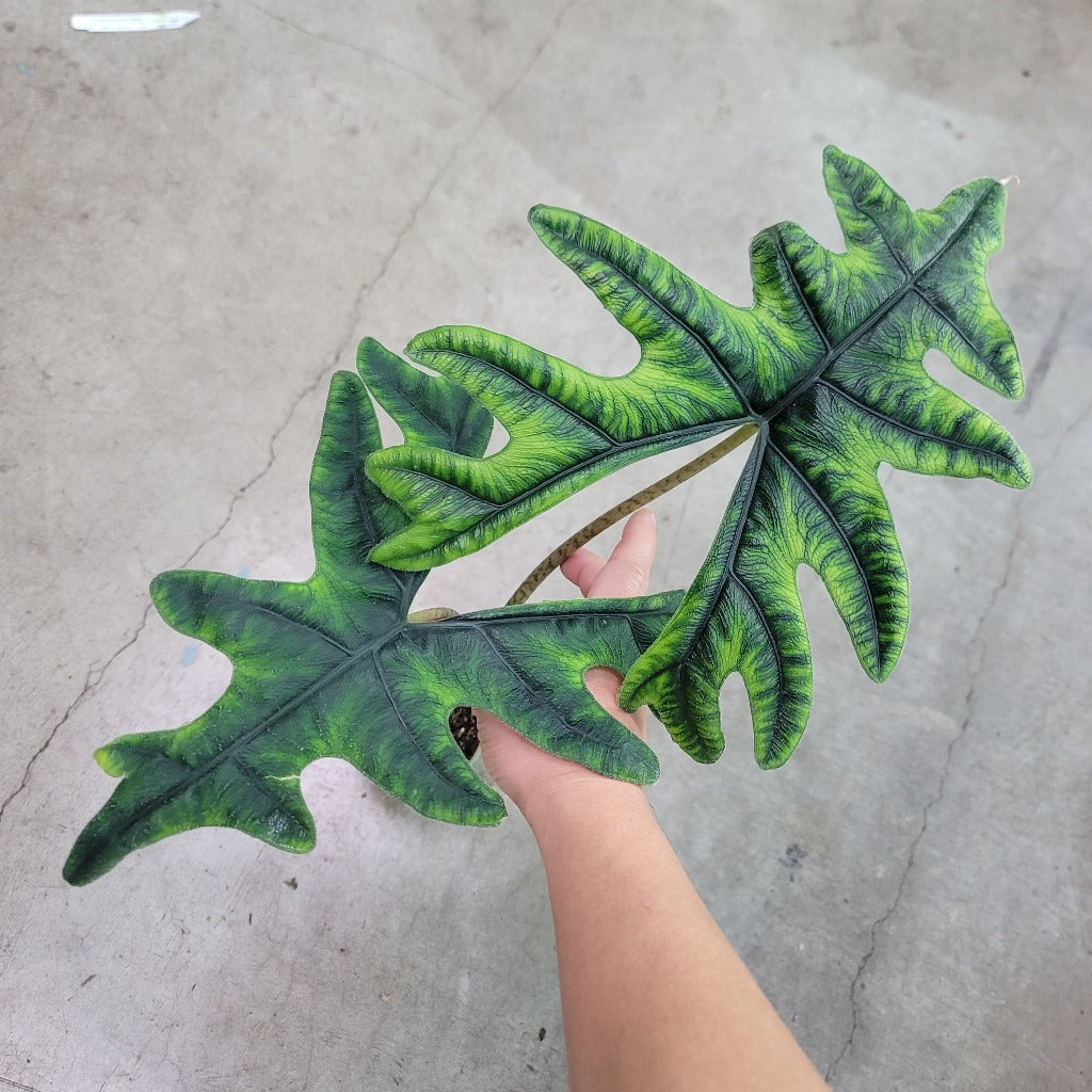 SMALL PLANTS - Alocasia Sulawesi 'Jacklyn' - 4"