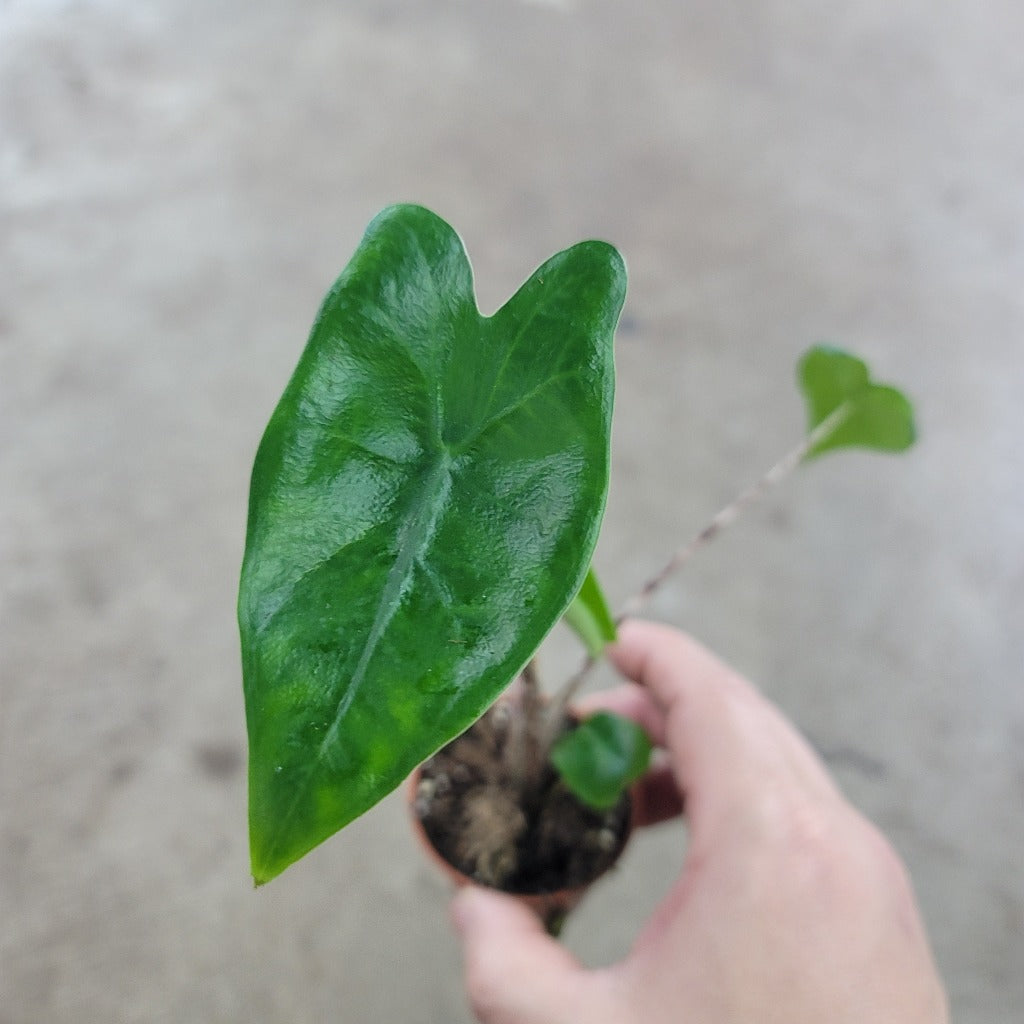 SMALL PLANTS - Alocasia Zebrina - 2"