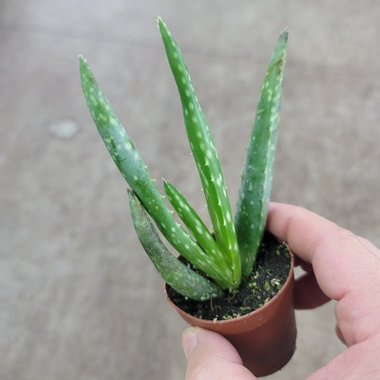 SMALL PLANTS - Aloe Vera - 2"
